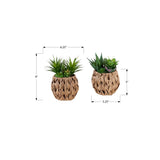 Artificial Succulent, Table Decor (Set of 2) - Green