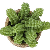 Artificial Succulent, Table Decor (Set of 2) - Green / Light Brown - Plastic