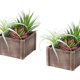 Artificial Succulent, Table Decor (Set of 2) - Green / Dark Brown