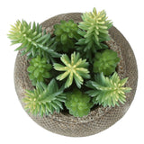 Artificial Succulent, Table Decor (Set of 2) - Green / Brown