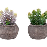 Artificial Succulent, Table Decor (Set of 2) - Green / Brown